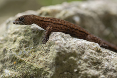 Lepidoblepharis festae