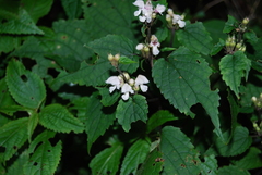 Phlomoides umbrosa