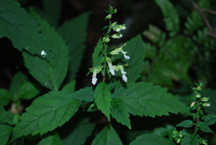 Teucrium omeiense