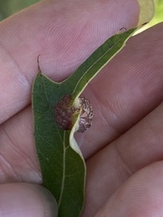 Polystepha symmetrica