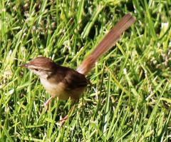 Prinia subflava affinis