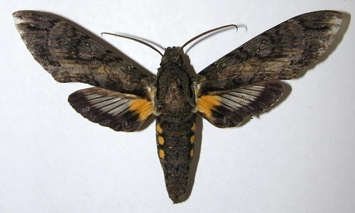 Cocytius