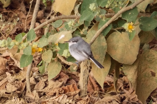 Tropical Gnatcatcher