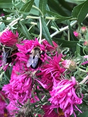 Bombus impatiens