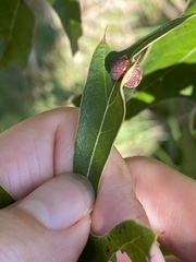Polystepha symmetrica