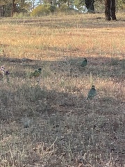 Barnardius zonarius zonarius