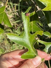 Polystepha symmetrica