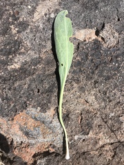 Phoenicaulis cheiranthoides