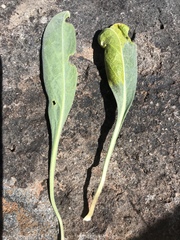 Phoenicaulis cheiranthoides