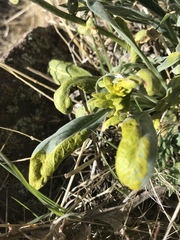 Phoenicaulis cheiranthoides