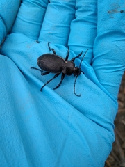 Carabus taedatus