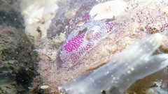 Cochleoceps orientalis