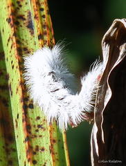 Euproctis haemodetes