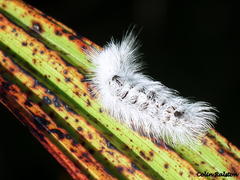 Euproctis haemodetes