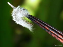 Euproctis haemodetes