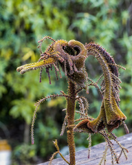 Dacrydium cupressinum