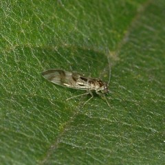 Graphopsocus