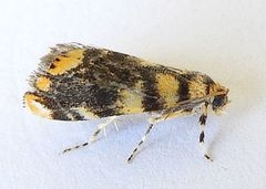 Diptychophora harlequinalis