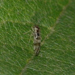 Graphopsocus
