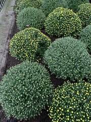 Chrysanthemum