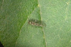 Graphopsocus