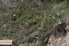 Calystegia macrostegia macrostegia