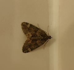 Chloroclysta siterata