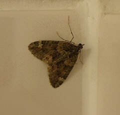 Chloroclysta siterata