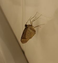 Chloroclysta siterata