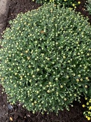 Chrysanthemum