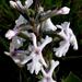 Chascanum latifolium - Photo (c) Kate Braun,  זכויות יוצרים חלקיות (CC BY-NC), הועלה על ידי Kate Braun