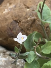 Carlowrightia torreyana