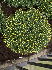 Chrysanthemum