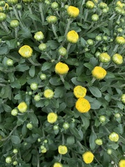 Chrysanthemum