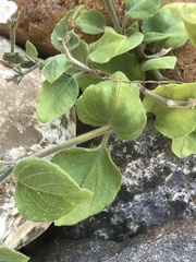 Carlowrightia torreyana
