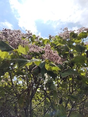 Heliocarpus terebinthinaceus