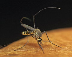 Tripteroides atripes