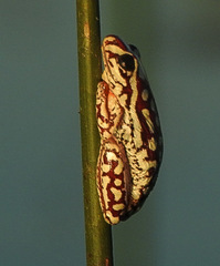 Hyperolius parallelus