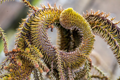Dacrydium cupressinum