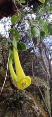 Salpichroa glandulosa
