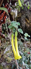 Salpichroa glandulosa