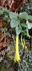 Salpichroa glandulosa