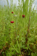 Adonis annua