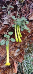 Salpichroa glandulosa