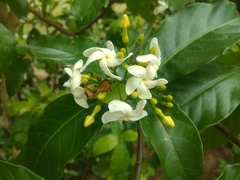 Tabernaemontana laeta