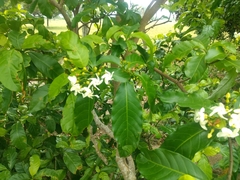 Tabernaemontana laeta