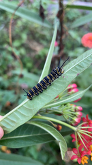 Danaus plexippus
