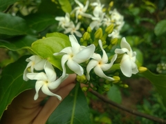 Tabernaemontana laeta