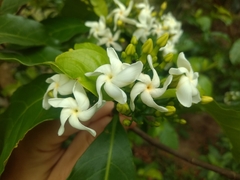 Tabernaemontana laeta