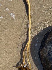 Lessonia trabeculata